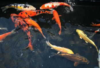 Karp_Koi