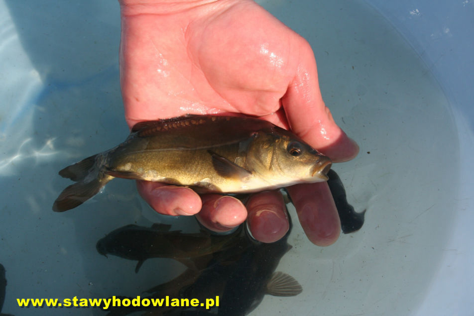 Karp - Cyprinus carpio