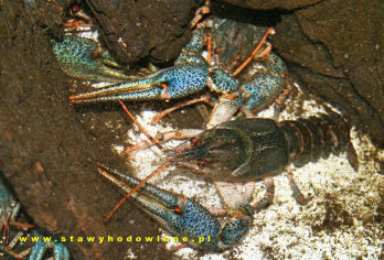 Rak błotny (Astacus (Pontastacus) leptodactylus) Rak błotny (Astacus (Pontastacus) leptodactylus)